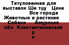 Титулованная для выставок Ши-тцу › Цена ­ 100 000 - Все города Животные и растения » Собаки   . Амурская обл.,Константиновский р-н